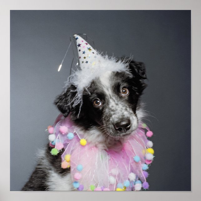 Border Collie Puppy Wearing Hat Poster (Front)