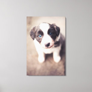Border Collie Puppy With Blue Eyes Canvas Print