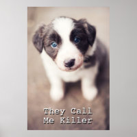 Border Collie Puppy With Blue Eyes