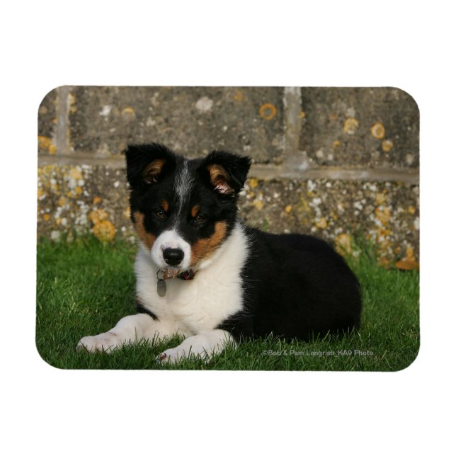 Border Collie Puppy with Leaf in Mouth Magnet (Horizontal)