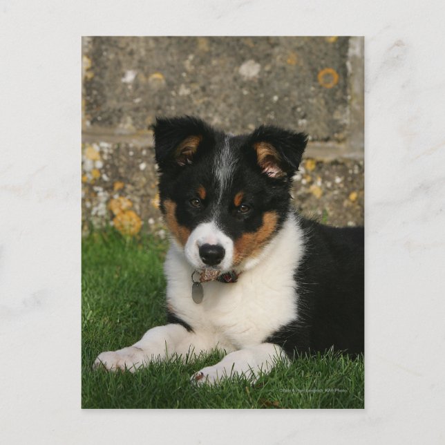 Border Collie Puppy with Leaf in Mouth Postcard (Front)