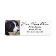 Border Collie Return Address