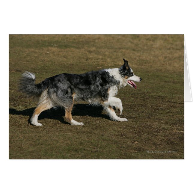 Border Collie Running 1 (Front Horizontal)