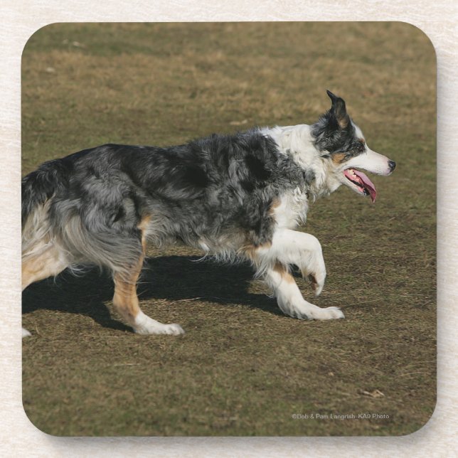 Border Collie Running 1 Coaster (Front)