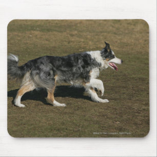 Border Collie Running 1 Mouse Mat