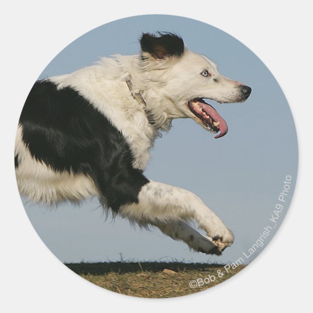 Border Collie Running 2 Classic Round Sticker (Front)