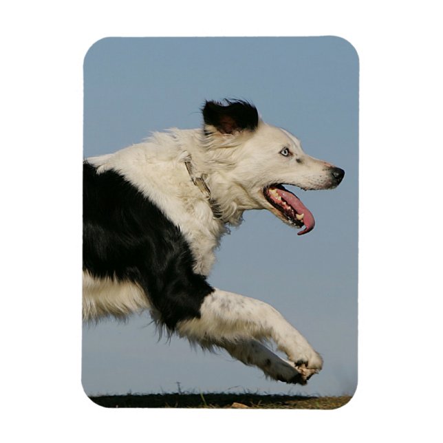 Border Collie Running 2 Magnet (Vertical)