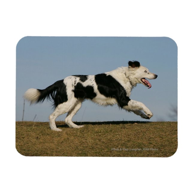 Border Collie Running 2 Magnet (Horizontal)