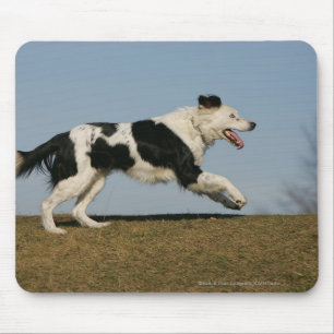 Border Collie Running 2 Mouse Mat