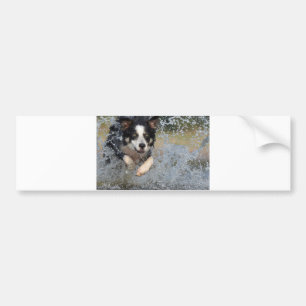 border collie running in water bumper sticker