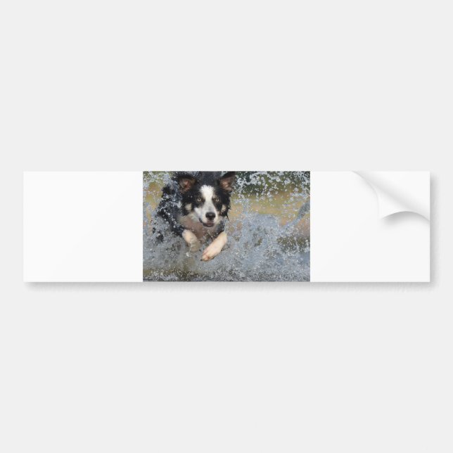 border collie running in water bumper sticker (Front)