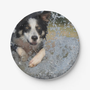 border collie running in water paper plate