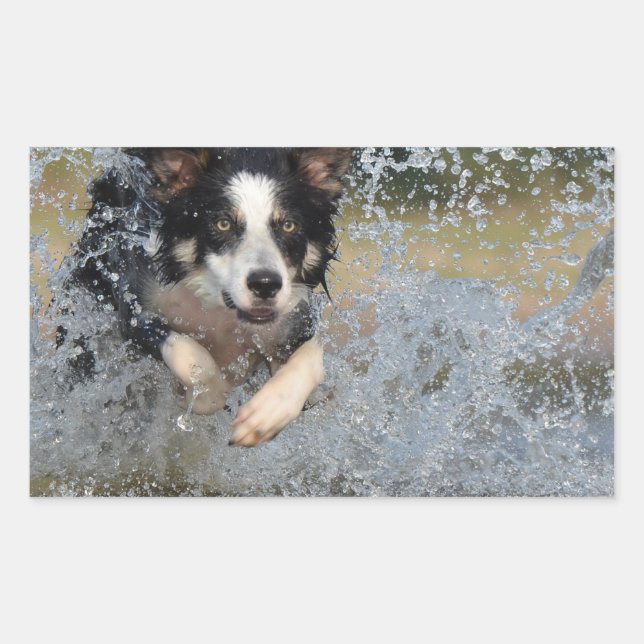 border collie running in water rectangular sticker (Front)