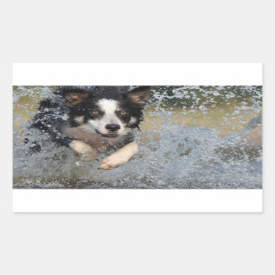 border collie running in water rectangular sticker
