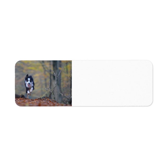 border collie running in woods (Front)
