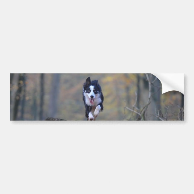 border collie running in woods bumper sticker (Front)