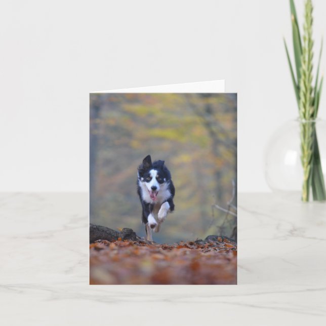 border collie running in woods card (Front)