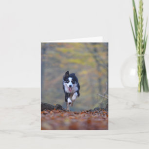 border collie running in woods card