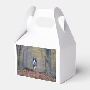 border collie running in woods favour box