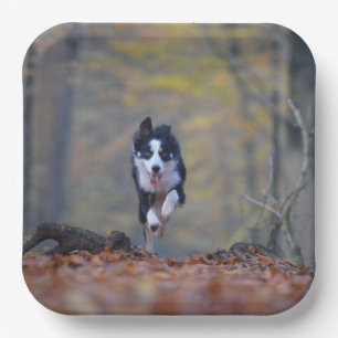 border collie running in woods paper plate