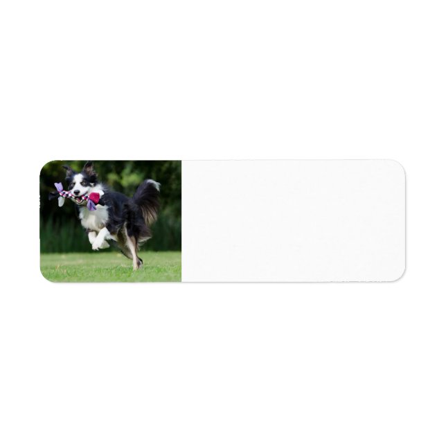 border collie running with toy (Front)