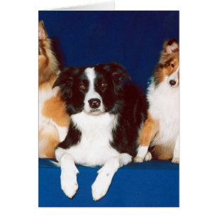 Border Collie & Shelties