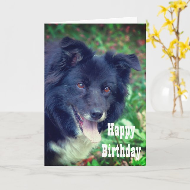Border Collie Smiling Cute Birthday Card (Yellow Flower)
