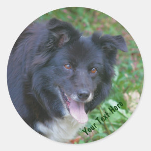 Border Collie Smiling Cute Dog Sticker