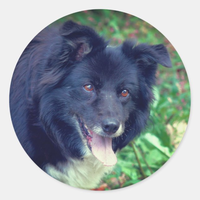 Border Collie Smiling Dog  Classic Round Sticker (Front)