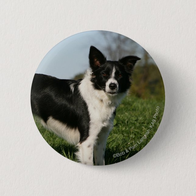 Border Collie Standing 6 Cm Round Badge (Front)
