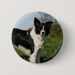 Border Collie Standing 6 Cm Round Badge
