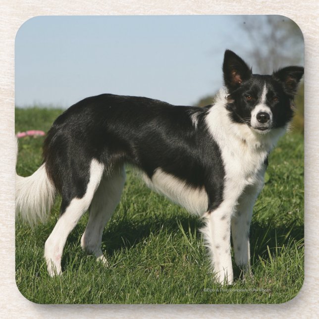 Border Collie Standing Coaster (Front)