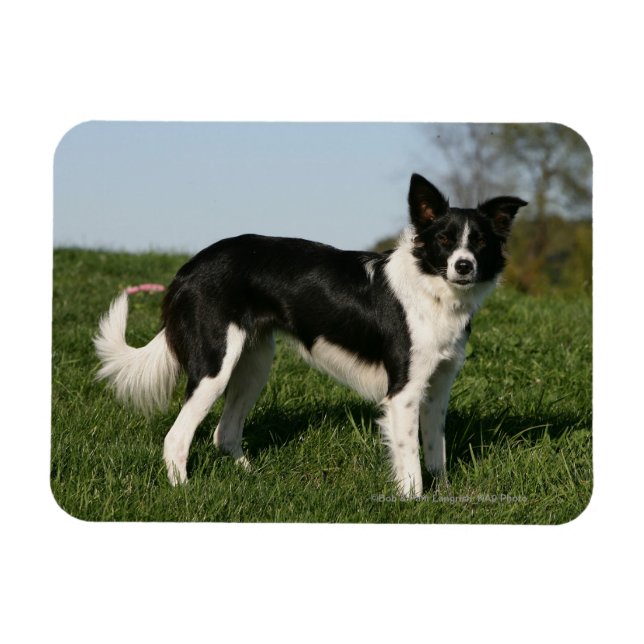 Border Collie Standing Magnet (Horizontal)