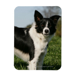 Border Collie Standing Magnet