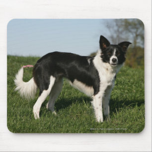 Border Collie Standing Mouse Mat