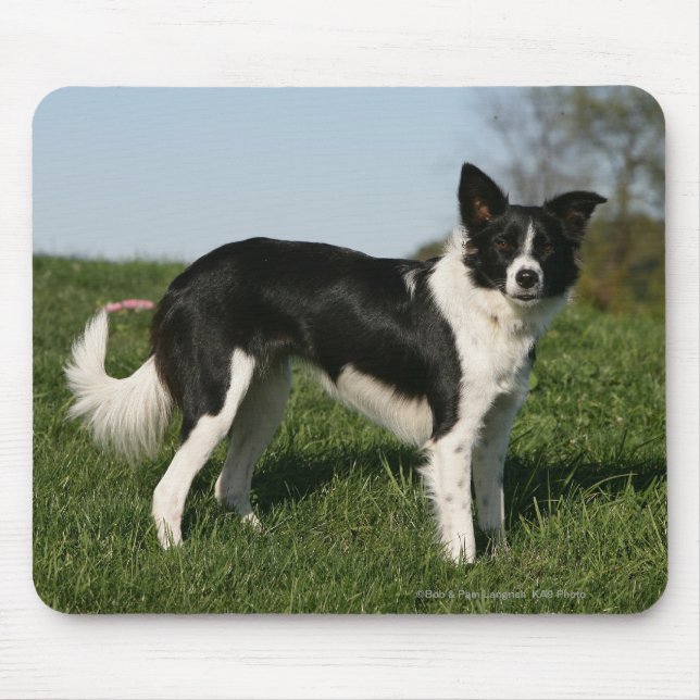 Border Collie Standing Mouse Mat (Front)