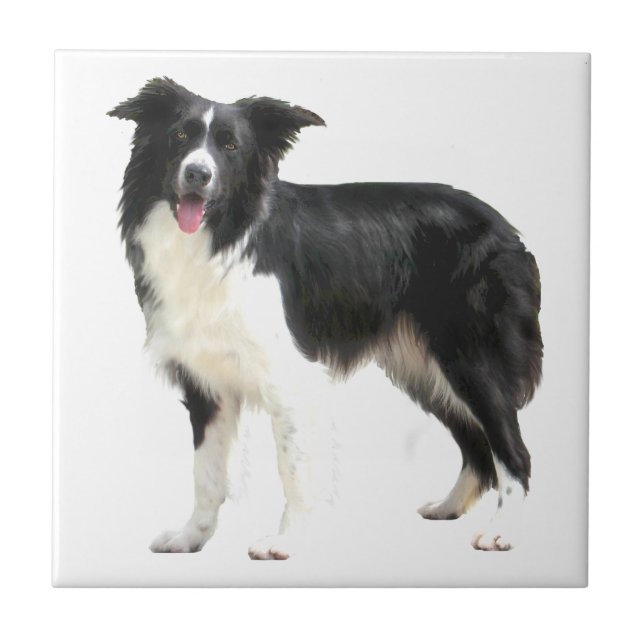 Border Collie (standing) Tile (Front)