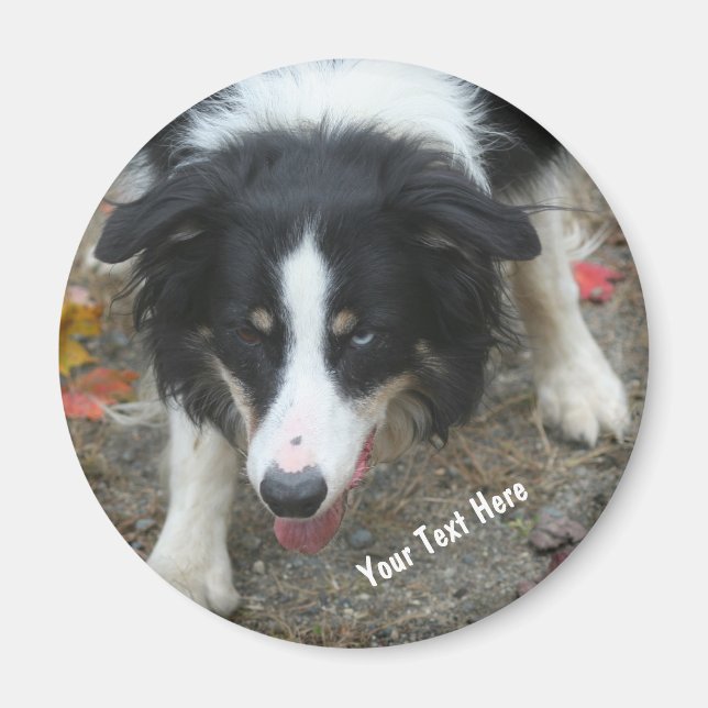Border Collie Stare Dog Magnet (Front)