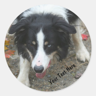Border Collie Stare Dog Sticker