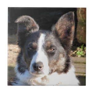 BORDER COLLIE TILE