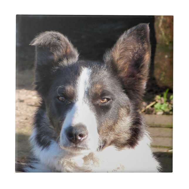 BORDER COLLIE TILE (Front)