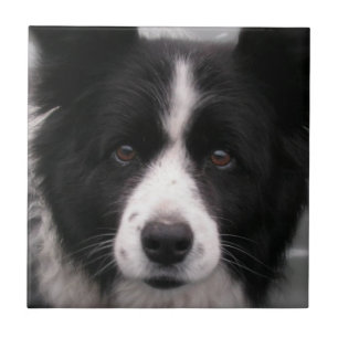 Border Collie Tile