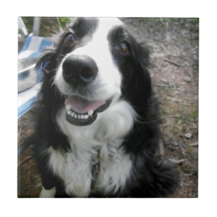 BORDER COLLIE TILE