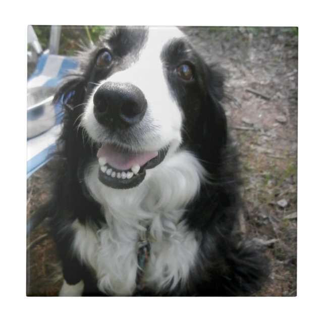 BORDER COLLIE TILE (Front)