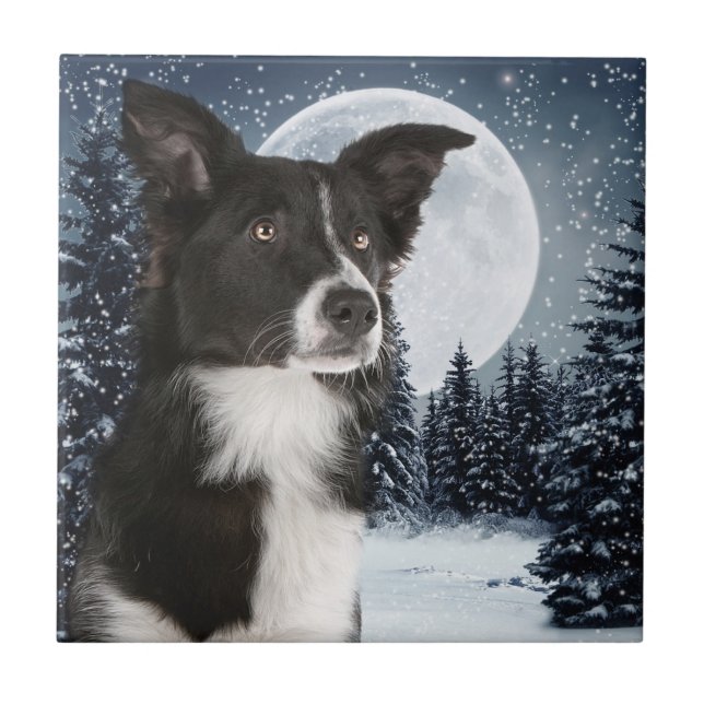 Border Collie Tile (Front)