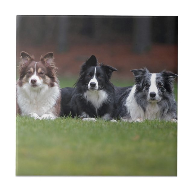 border collie tile (Front)