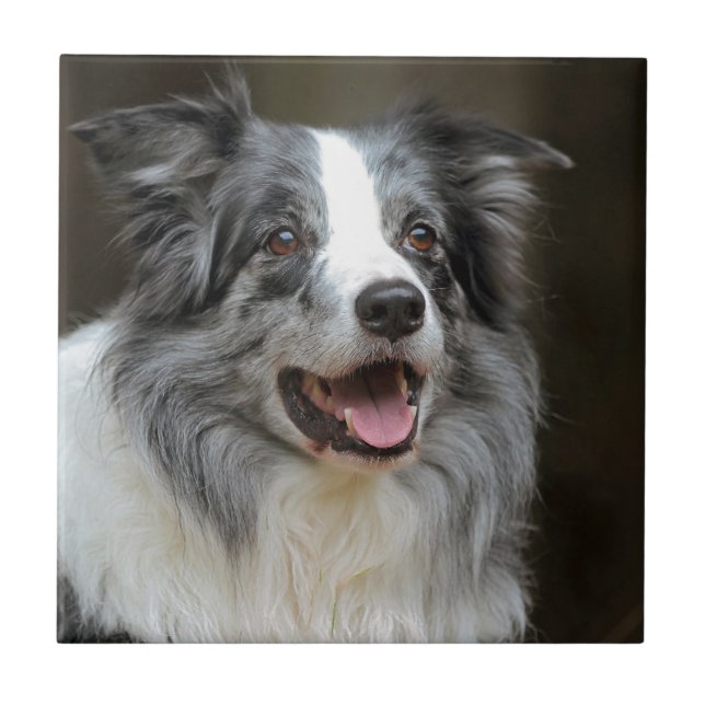 Border Collie Tile (Front)