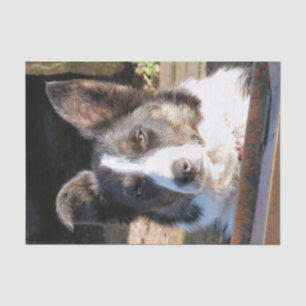 BORDER COLLIE TISSUE PAPER