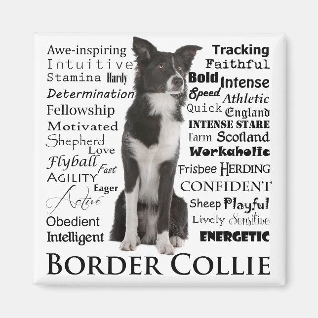 Border Collie Traits Magnet (Front)
