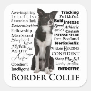 Border Collie Traits Stickers